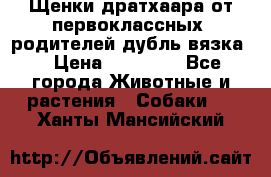 Щенки дратхаара от первоклассных  родителей(дубль вязка) › Цена ­ 22 000 - Все города Животные и растения » Собаки   . Ханты-Мансийский